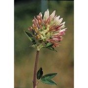 trifolium vesiculosum savi