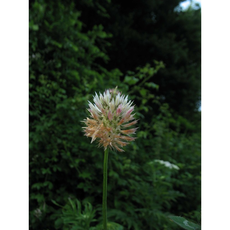 trifolium vesiculosum savi