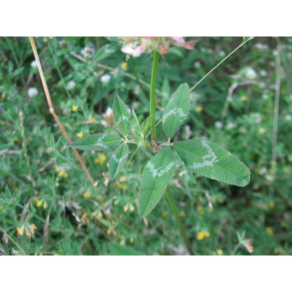 trifolium vesiculosum savi