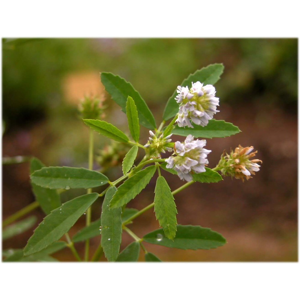 trigonella caerulea (l.) ser.