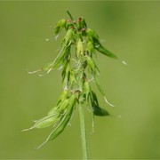 trigonella esculenta willd.