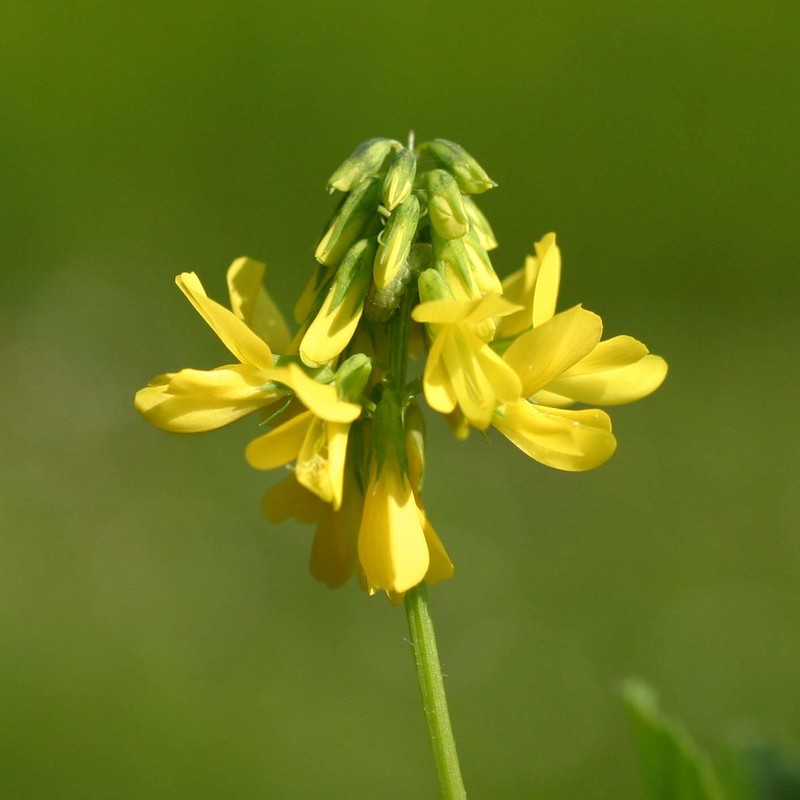 trigonella esculenta willd.