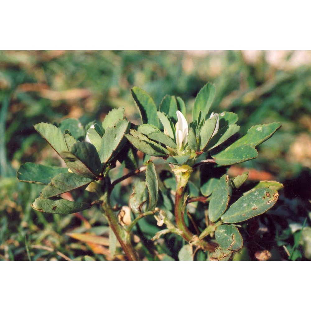 trigonella foenum-graecum l.