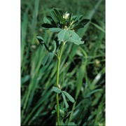 trigonella foenum-graecum l.