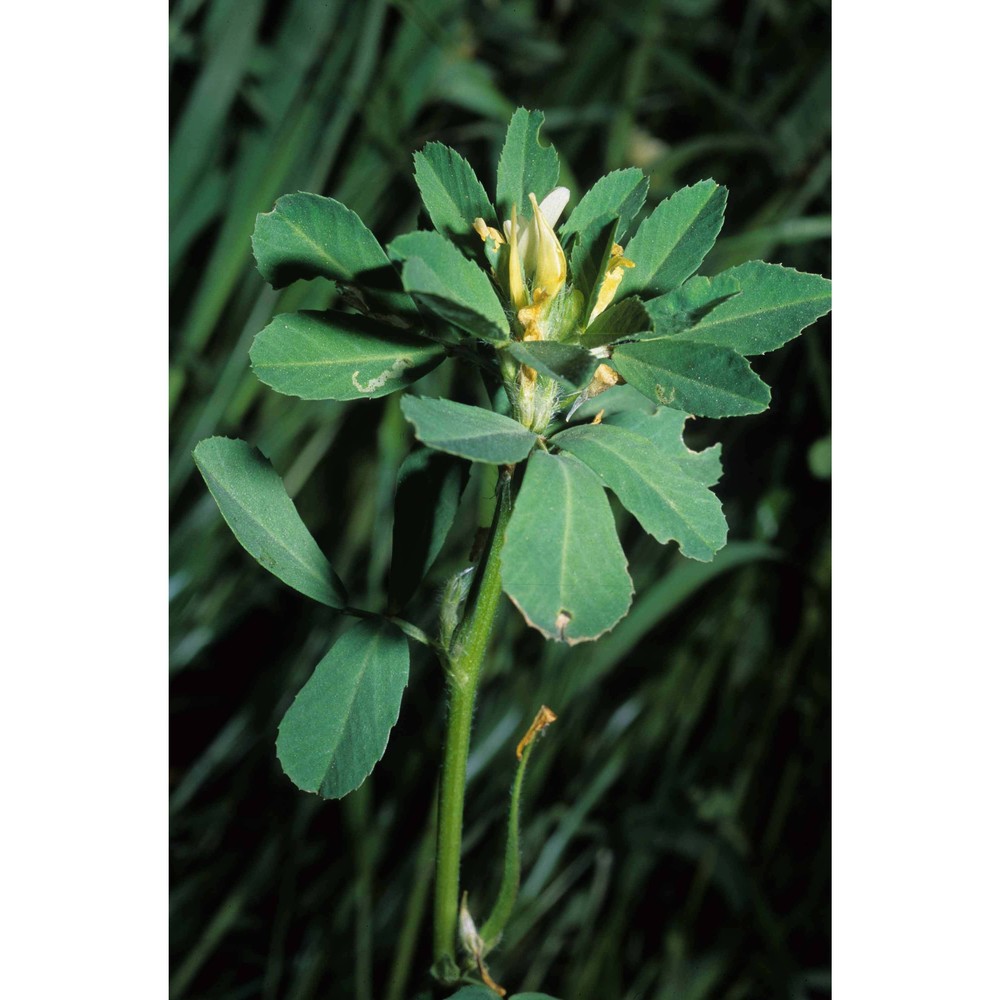 trigonella foenum-graecum l.