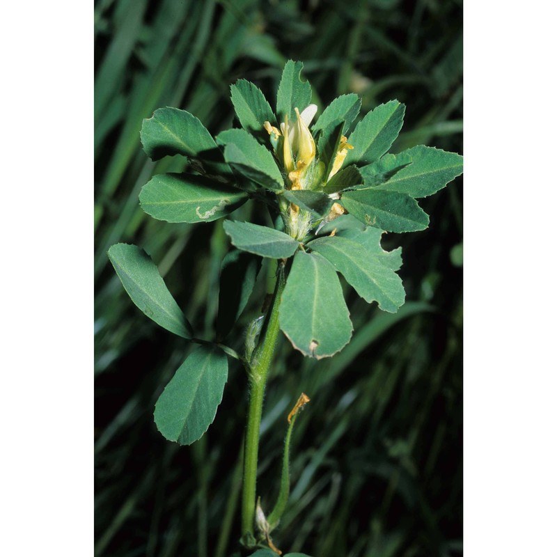 trigonella foenum-graecum l.