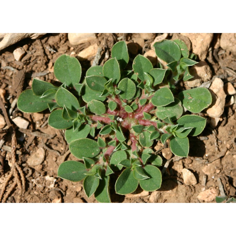 tripodion tetraphyllum (l.) fourr.