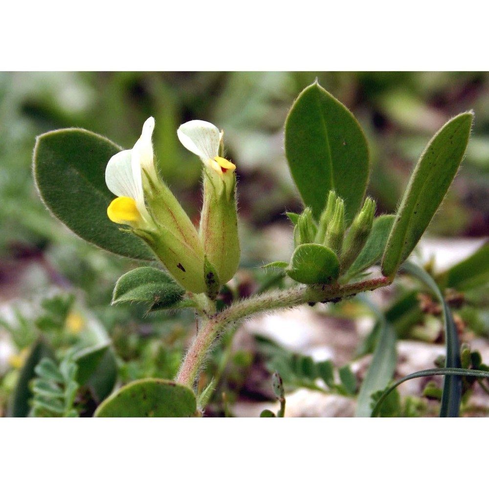 tripodion tetraphyllum (l.) fourr.