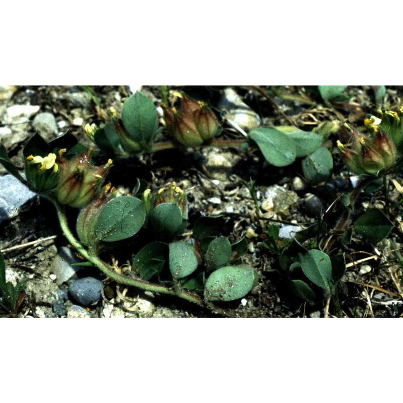 tripodion tetraphyllum (l.) fourr.