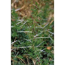 vachellia karroo (hayne) banfi et galasso