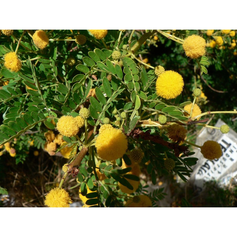 vachellia karroo (hayne) banfi et galasso