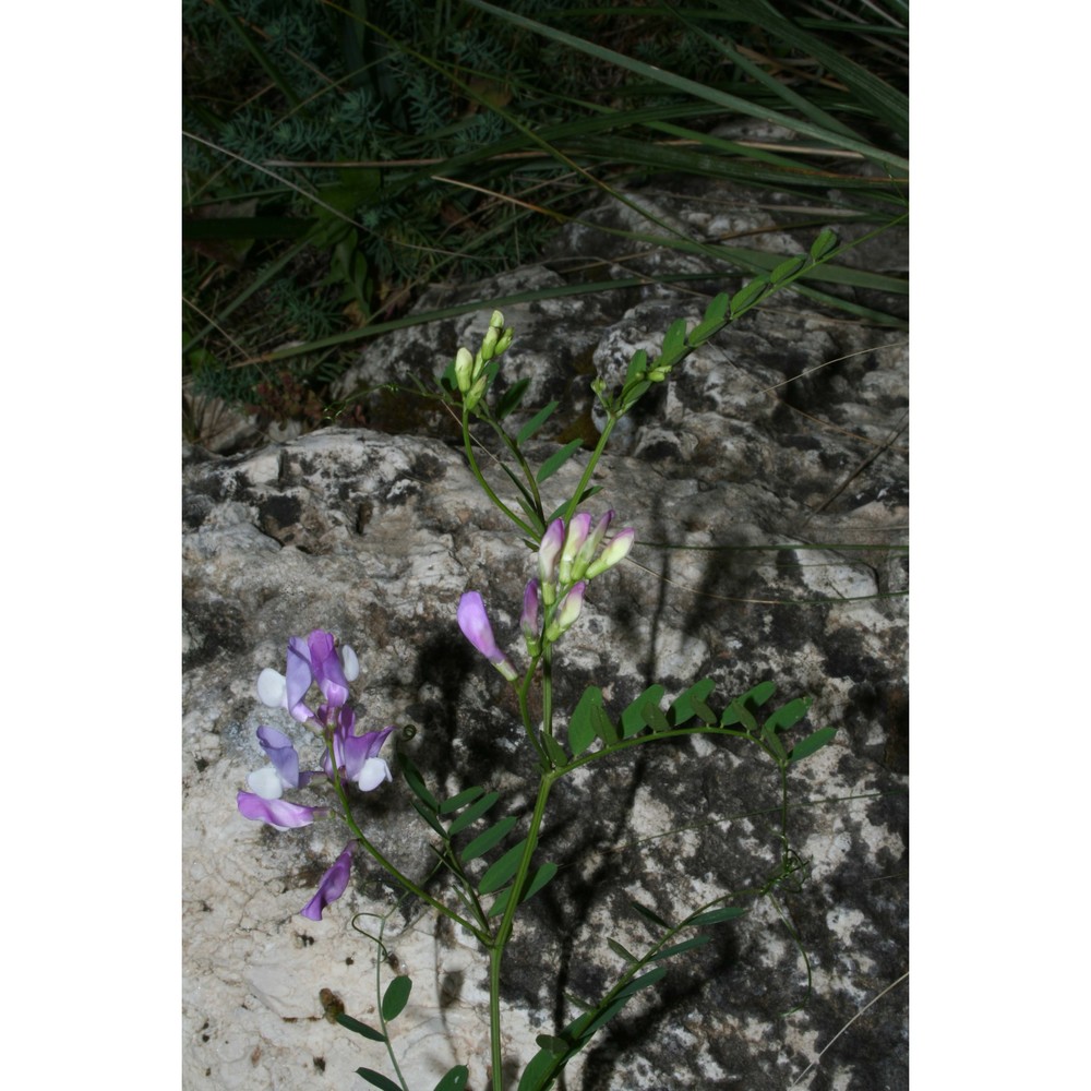 vicia altissima desf.