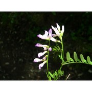 vicia altissima desf.