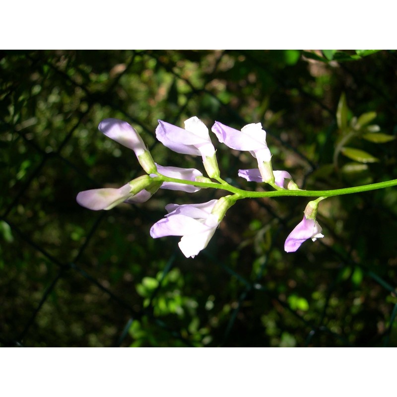 vicia altissima desf.