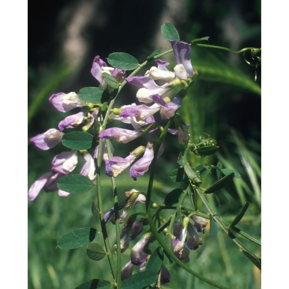 vicia altissima desf.