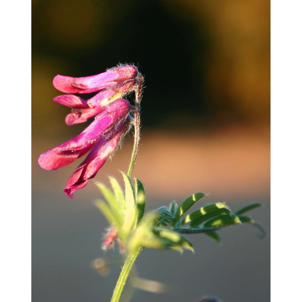 vicia atropurpurea desf.