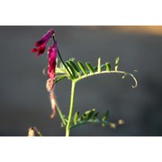 vicia atropurpurea desf.