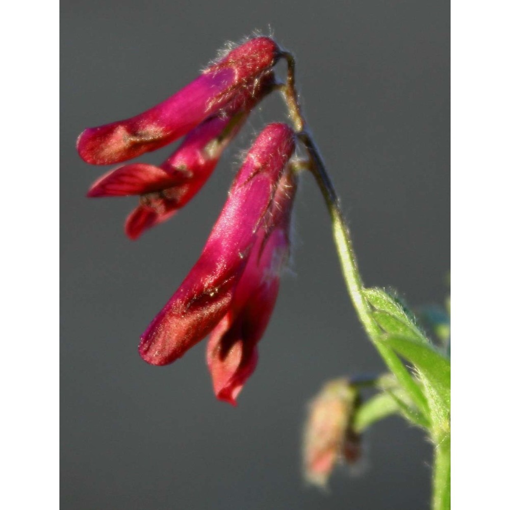 vicia atropurpurea desf.