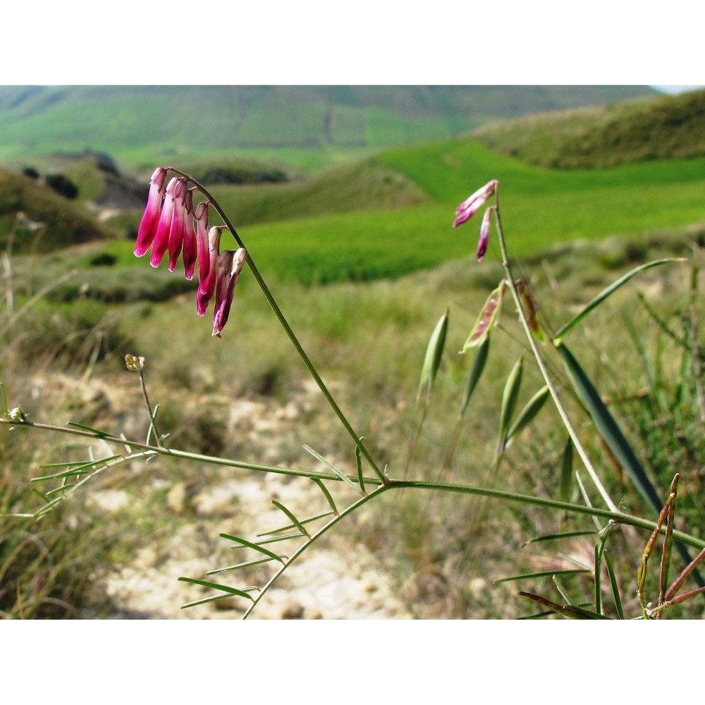 vicia atropurpurea desf.