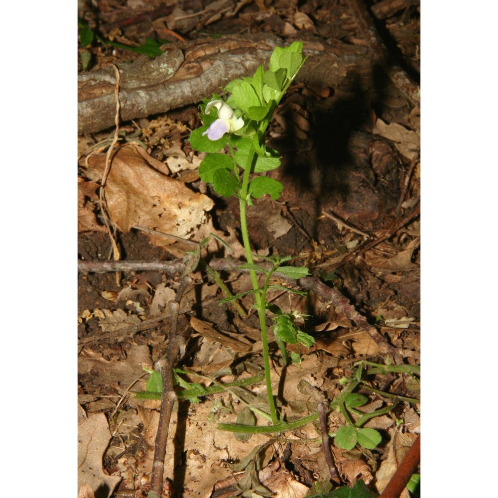 vicia barbazitae ten. et guss.