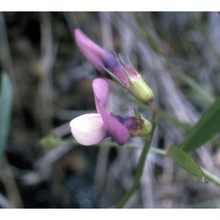 vicia bithynica (l.) l.