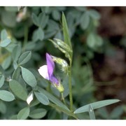 vicia bithynica (l.) l.