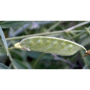 vicia bithynica (l.) l.