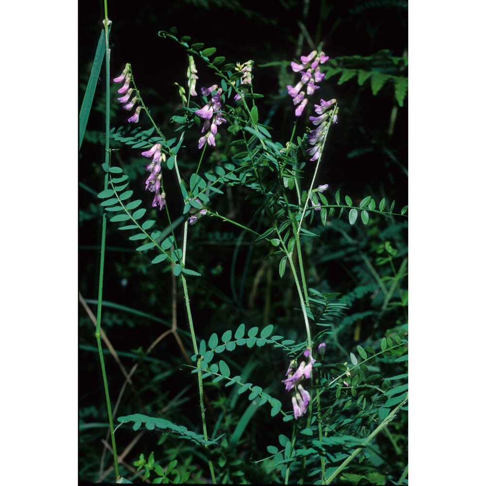 vicia cassubica l.