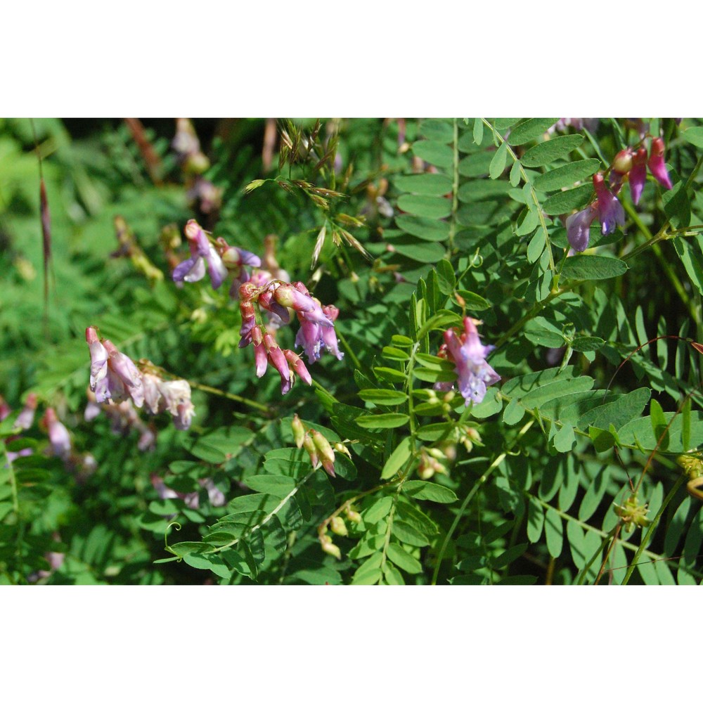 vicia cassubica l.