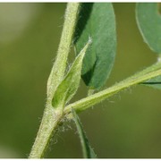 vicia cracca l.