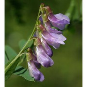 vicia cracca l.