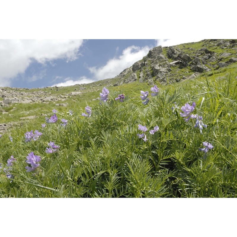 vicia cusnae foggi et ricceri