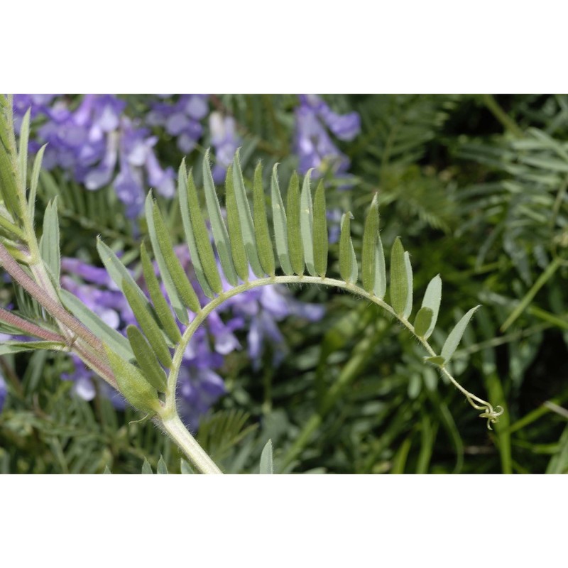 vicia cusnae foggi et ricceri