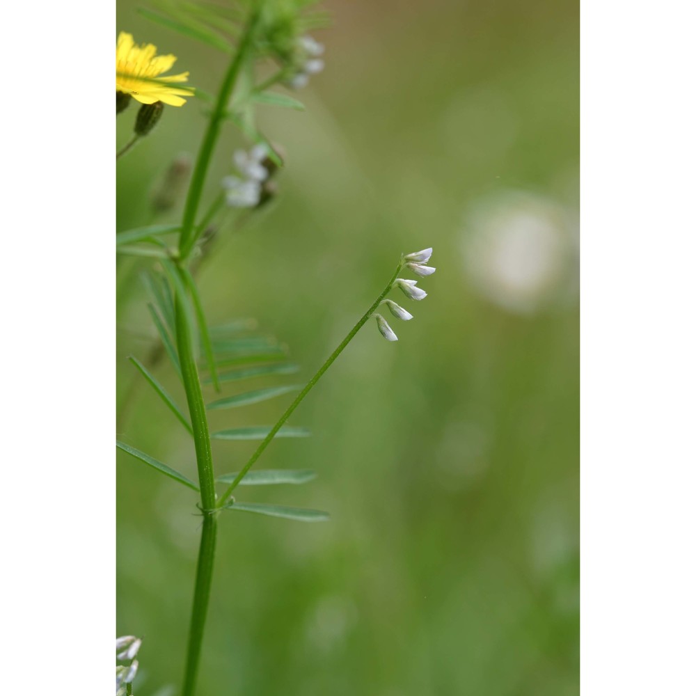 vicia disperma dc.