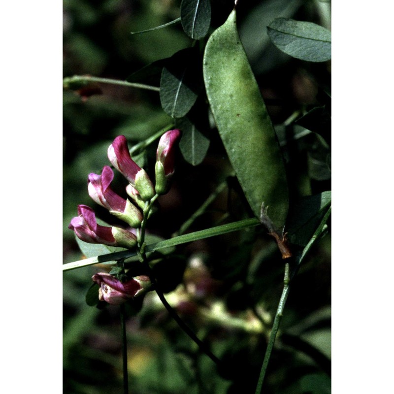 vicia dumetorum l.