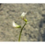 vicia ervilia (l.) willd.