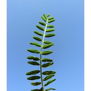 vicia ervilia (l.) willd.