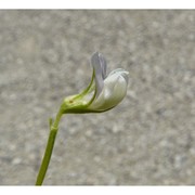 vicia ervilia (l.) willd.