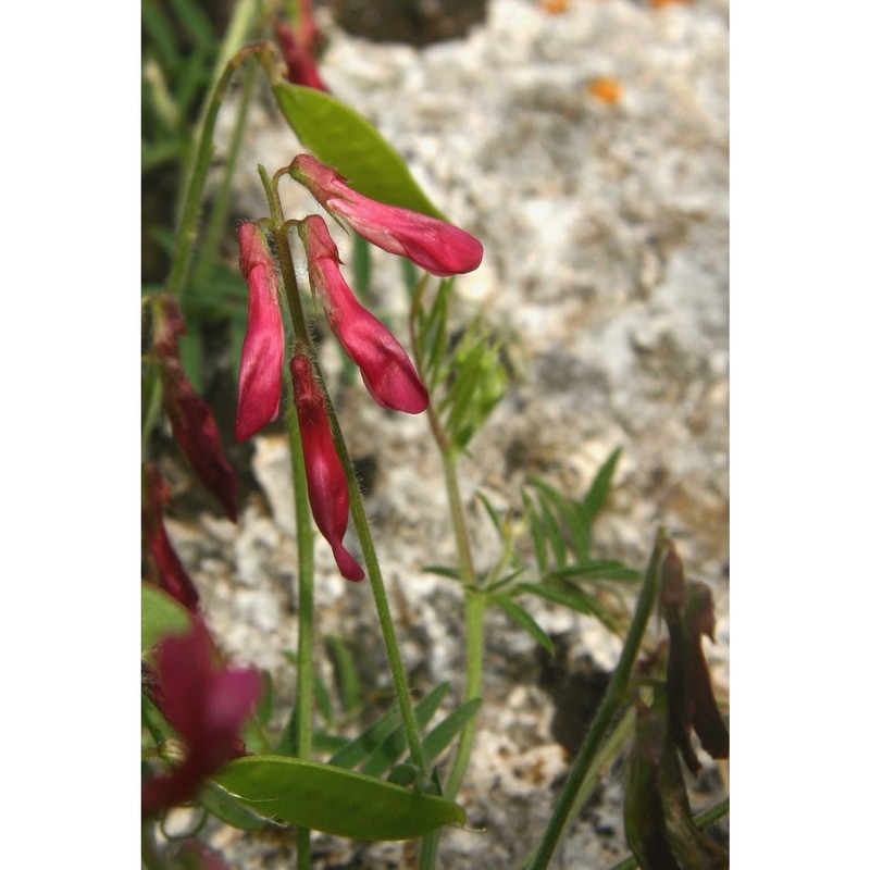 vicia giacominiana segelb.