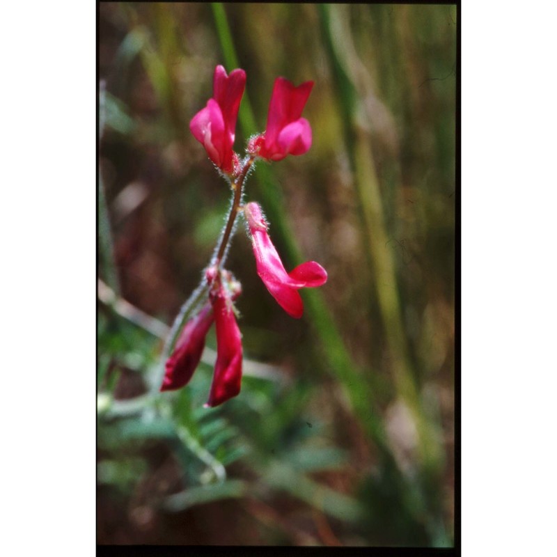 vicia giacominiana segelb.