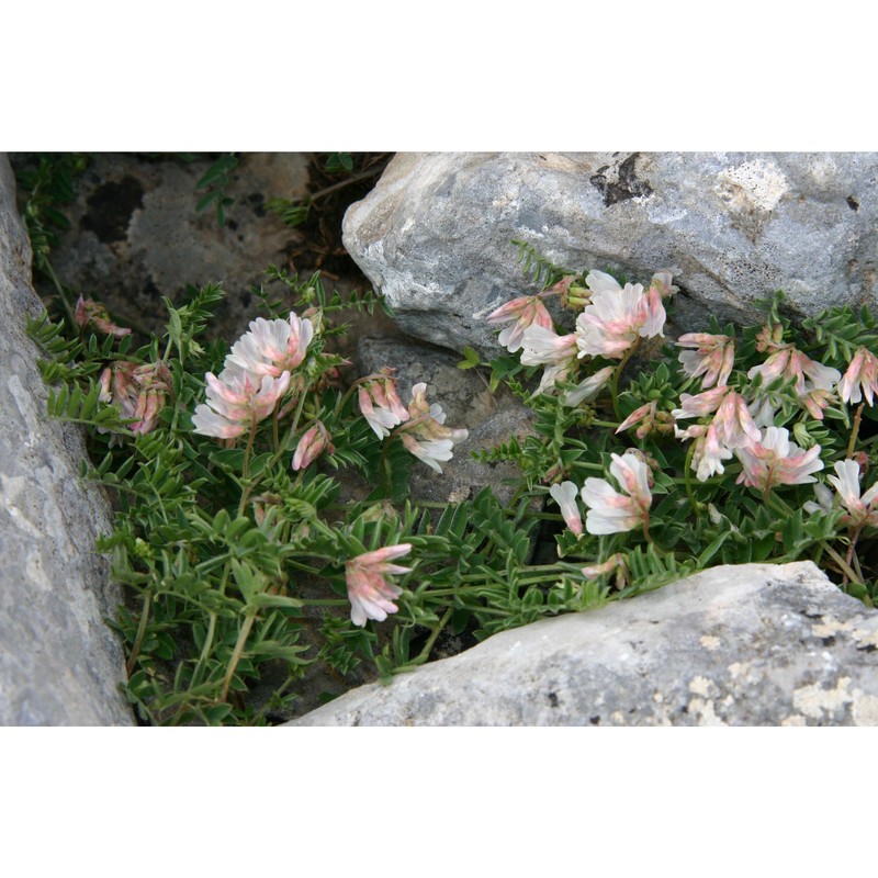 vicia glauca c. presl