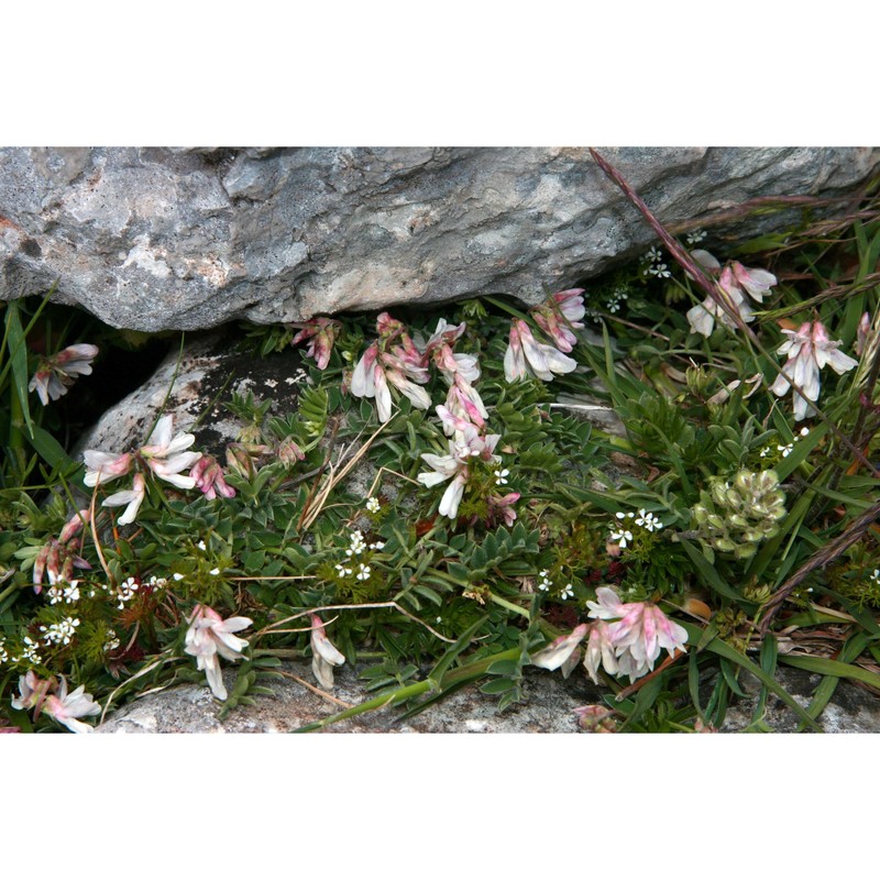 vicia glauca c. presl