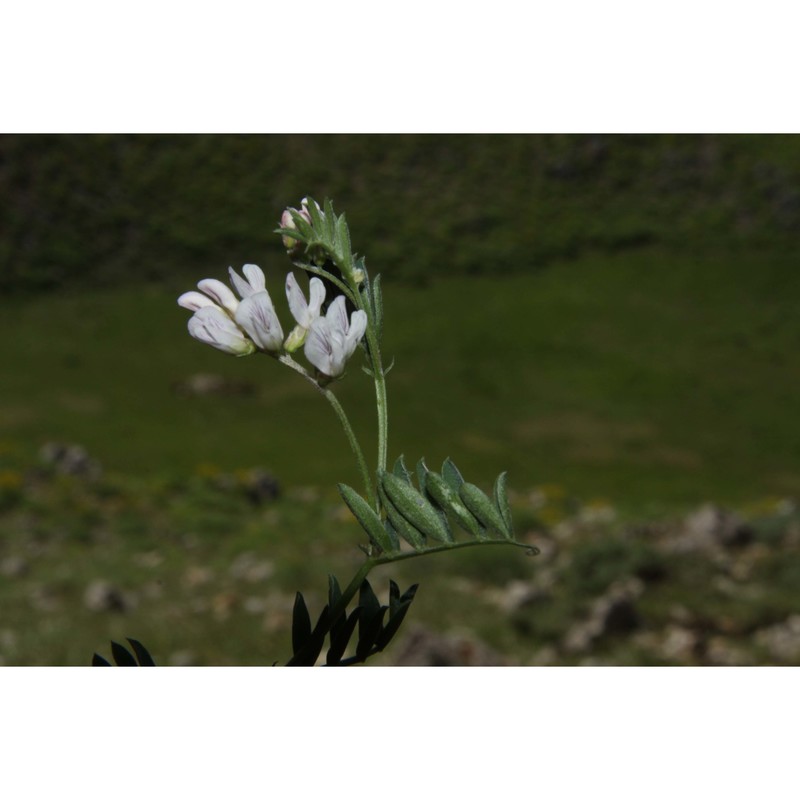 vicia glauca c. presl