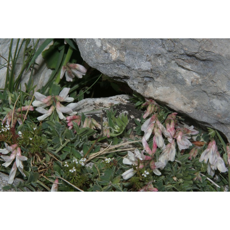 vicia glauca c. presl