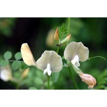 vicia grandiflora scop.