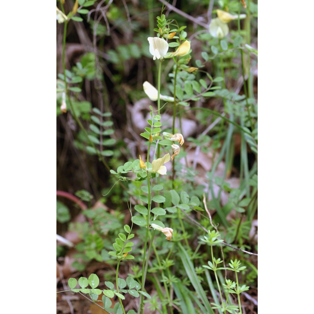 vicia grandiflora scop.