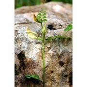 vicia grandiflora scop.