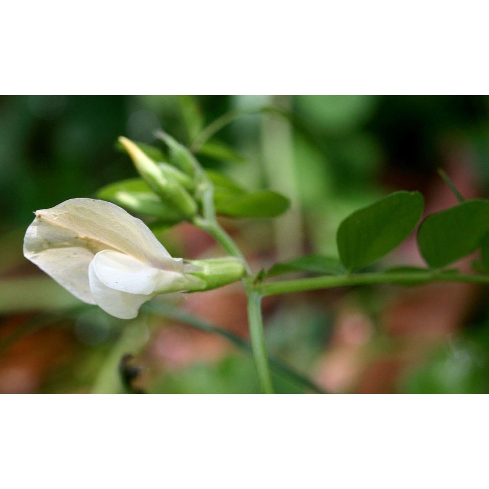 vicia grandiflora scop.