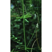 vicia hirsuta (l.) gray