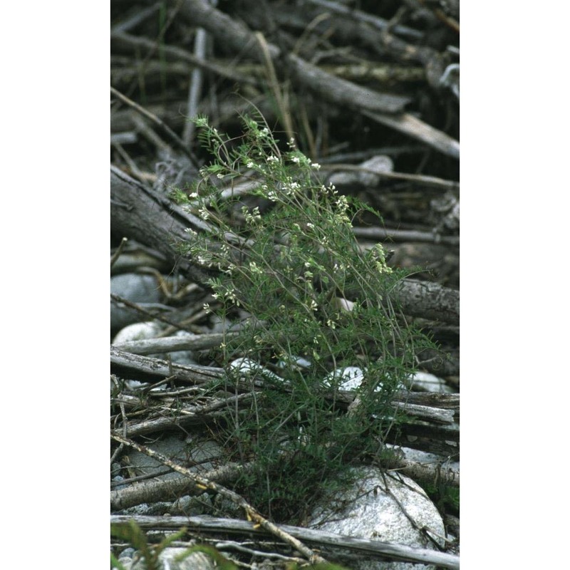 vicia hirsuta (l.) gray